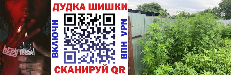 Бошки Шишки MAZAR Бор